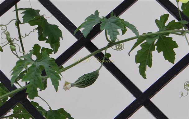  Branch with fruit